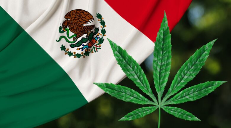 México podría crear el mayor mercado de cannabis del mundo