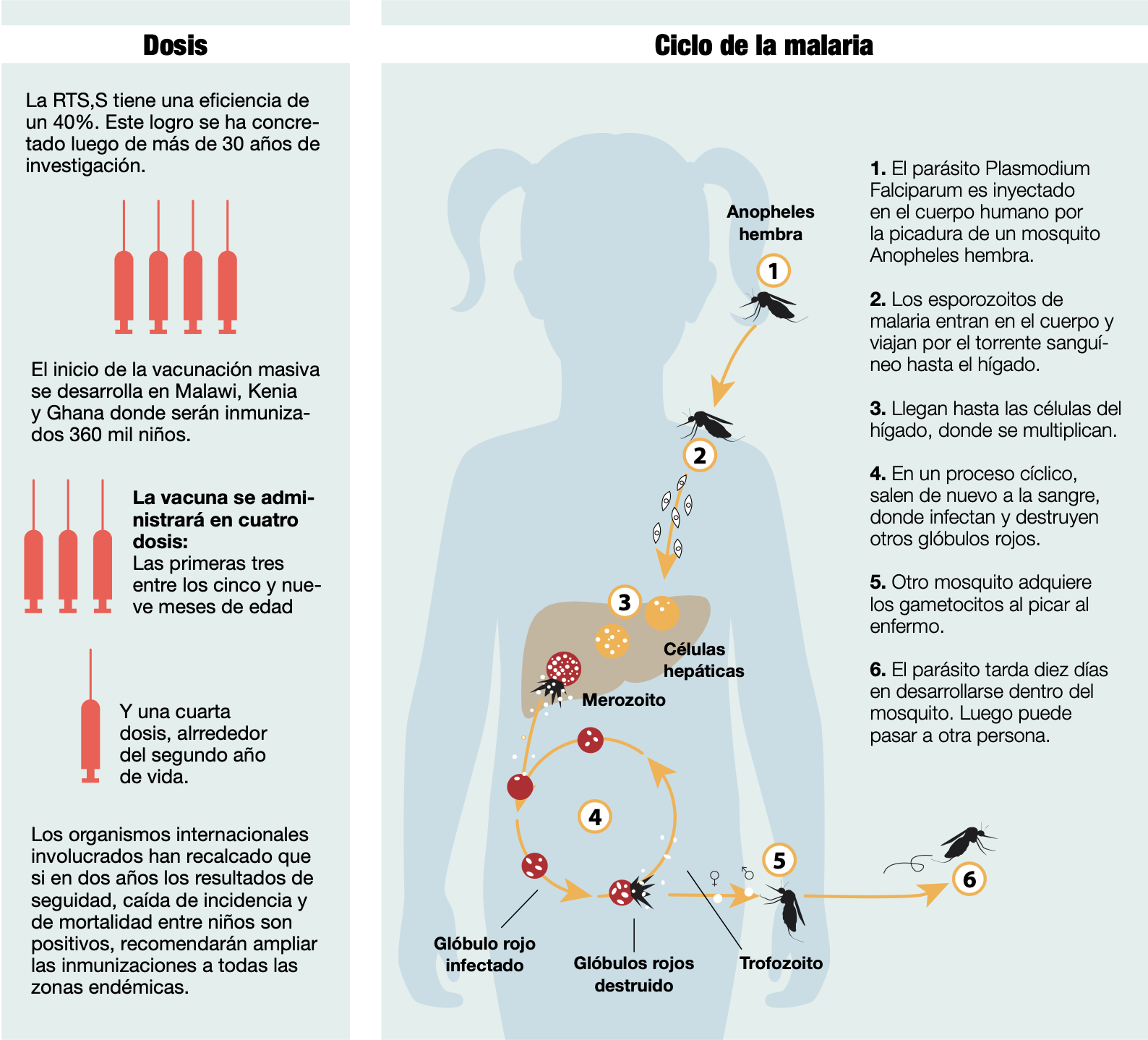 Dofisicación de la vacuna y ciclo de la malaria