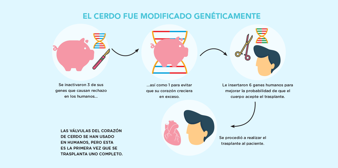 Proceso para convertir un corazón de cerdo viable para un humano