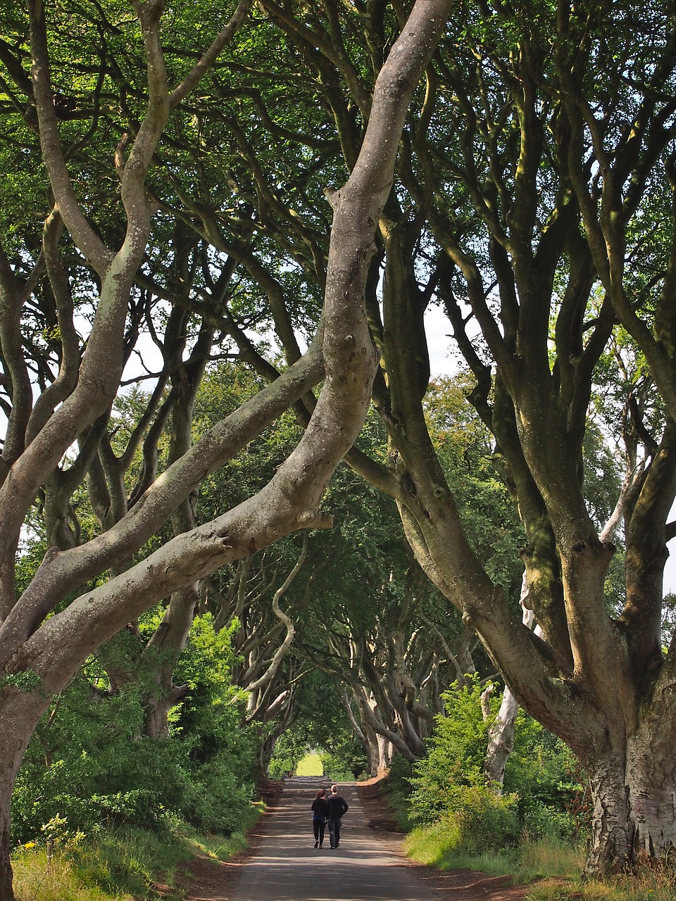 Dark Hedges Irlanda