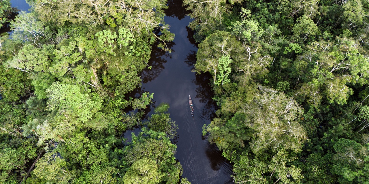 Desde la producción de productos naturales hasta el desarrollo de nuevos medicamentos y biotecnologías, la Amazonía tiene el poder de convertirse en un motor de innovación global.