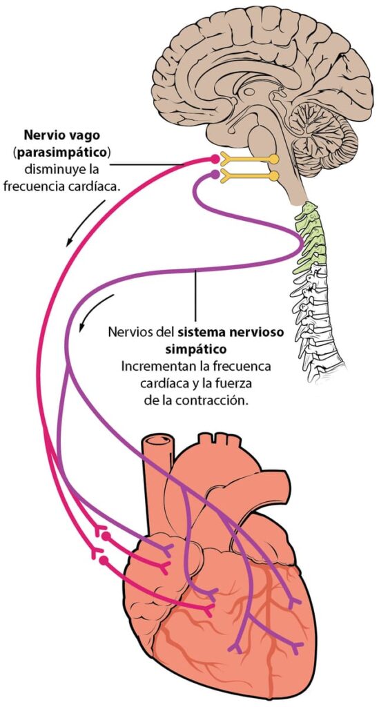 nervio vago infografía