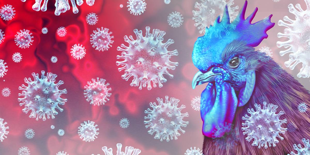 Primera muerte por gripe aviar: ¿Una nueva pandemia?