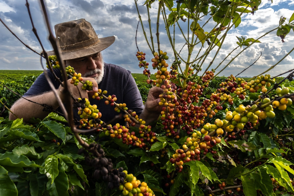 plantación de café Colombia Café Cambio Climático