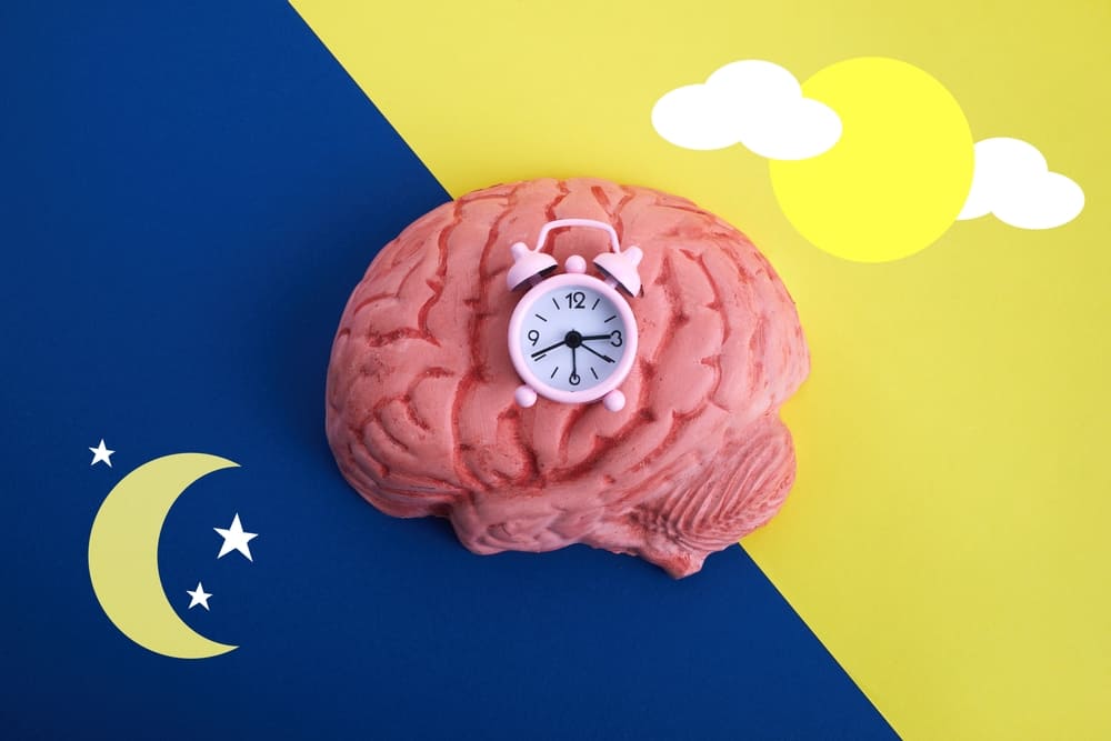 Cerebro, dormir neurociencia, neuroplasticidad
