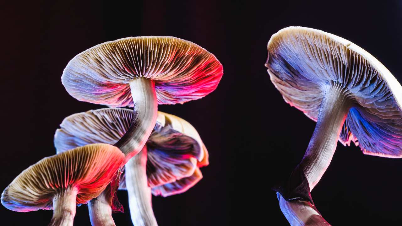 Nueva Zelanda aprueba el uso de los hongos alucinógenos