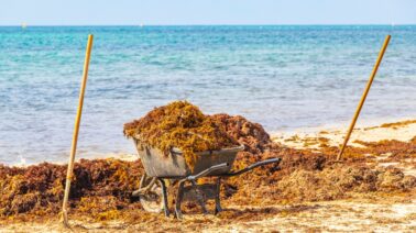 ¿Podría el Caribe dejar de gastar dinero retirando sargazo y empezar a venderlo?
