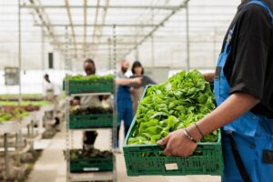 Invernaderos imponen récord de producción de vegetales al mes