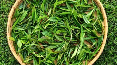 Té orgánico: una apuesta por la salud y cultura que llega a RD 