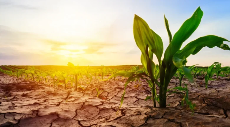 Centroamérica y el Caribe al borde del hambre climática