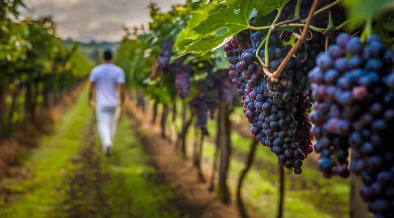 Los mejores viñedos del mundo en 2025 