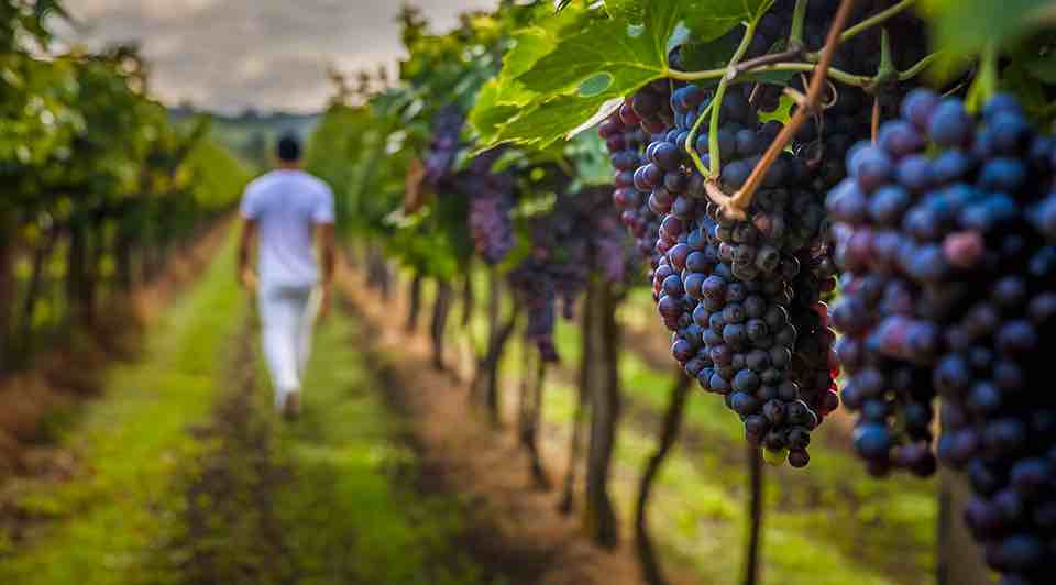 Un paisaje de viñedo con racimos de uvas maduras en primer plano, mientras una persona camina por el sendero entre las filas de vides.