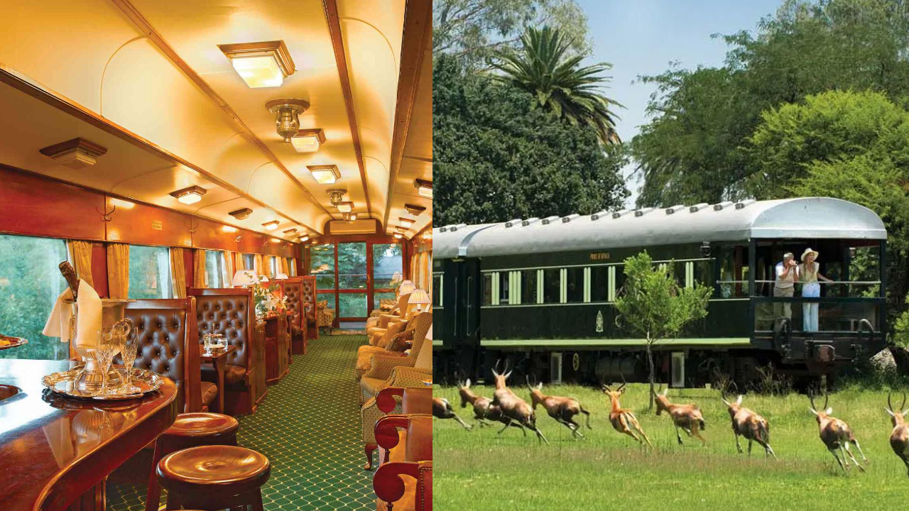 Interior de un vagón de tren de lujo con sillones de cuero y servicio de bar, junto a la vista exterior de un tren clásico atravesando un paisaje natural con fauna silvestre.