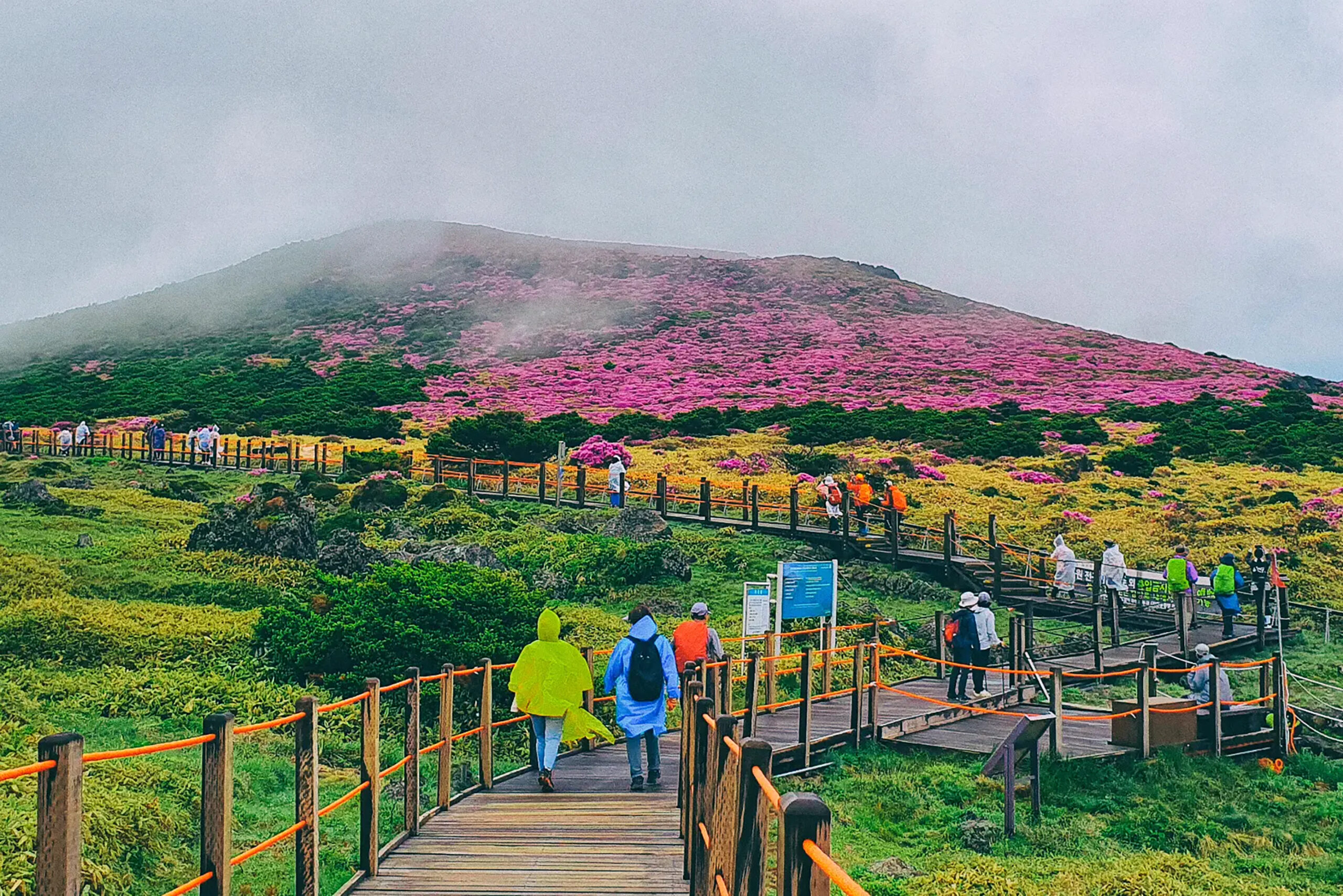 Sendero turístico en la isla de Jeju, Corea del Sur, con visitantes caminando entre colinas cubiertas de flores rosadas durante la temporada de primavera.