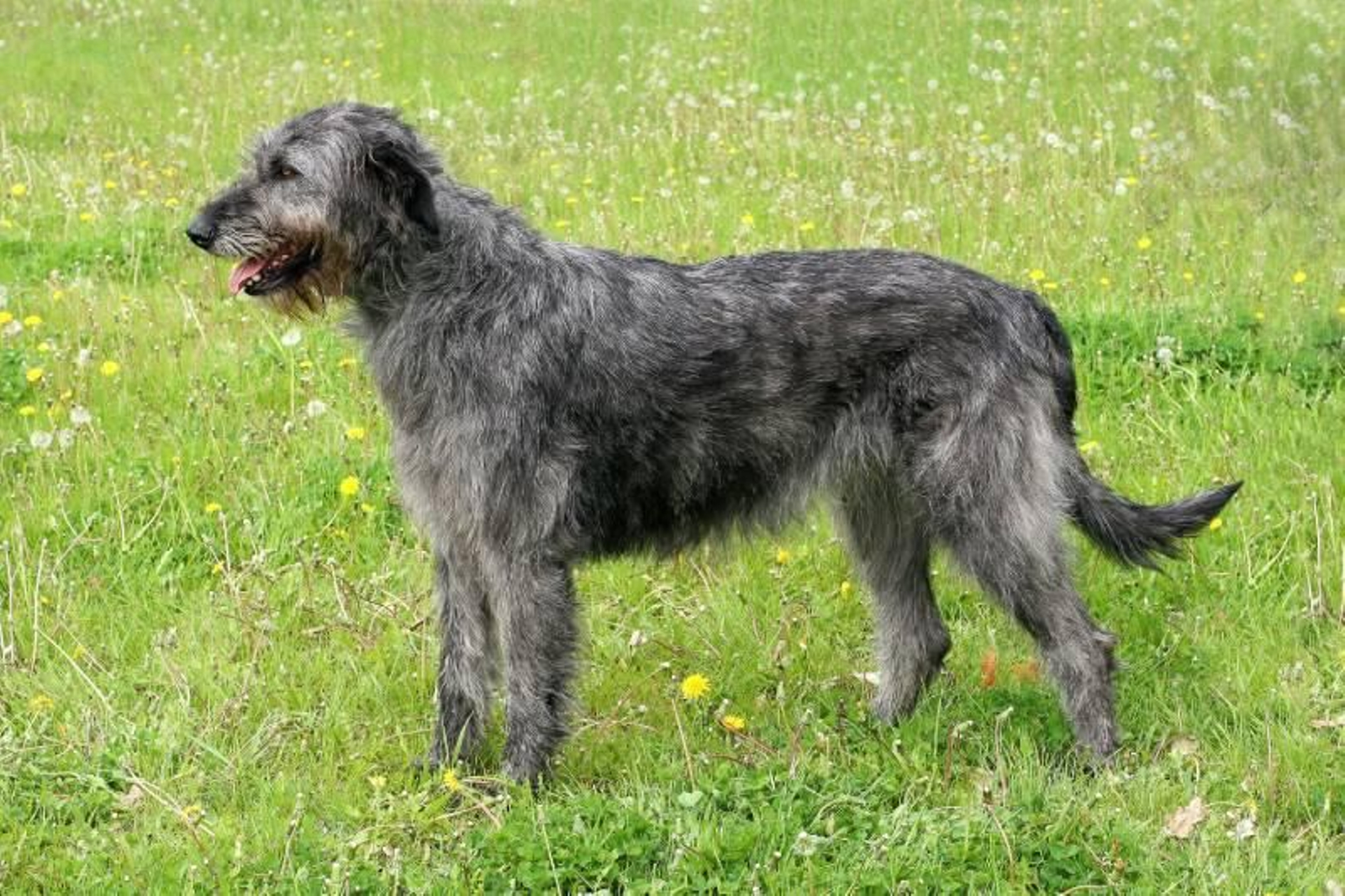 Perro de raza Lebrel irlandés de pie en un campo verde