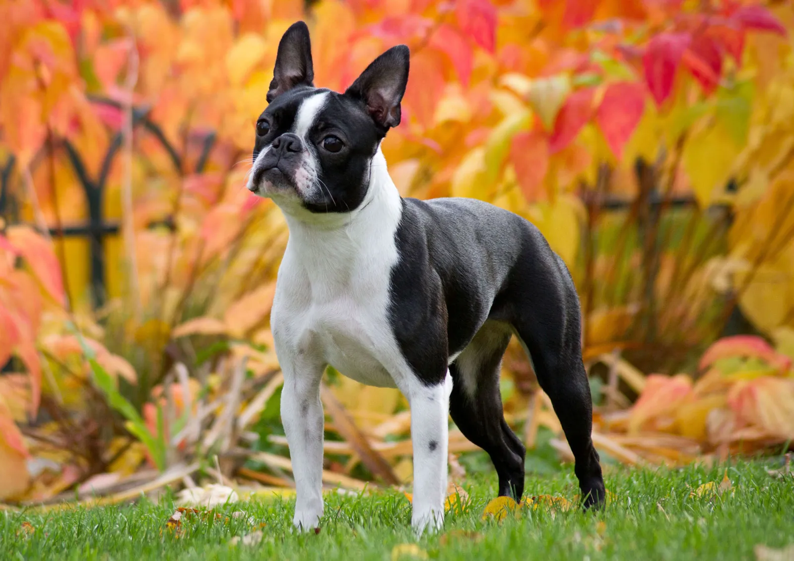 Perro de raza Boston Terrier de pie en el césped, con fondo de hojas otoñales de colores vibrantes.