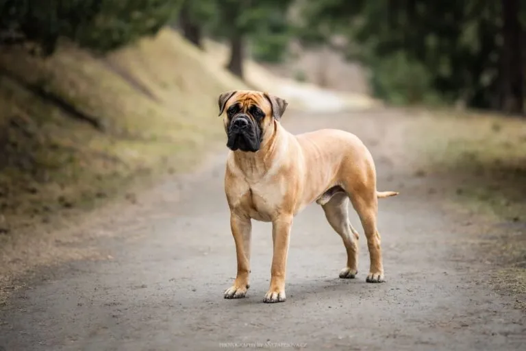 Perro de raza Bullmastiff de pie en un sendero en un entorno natural.
