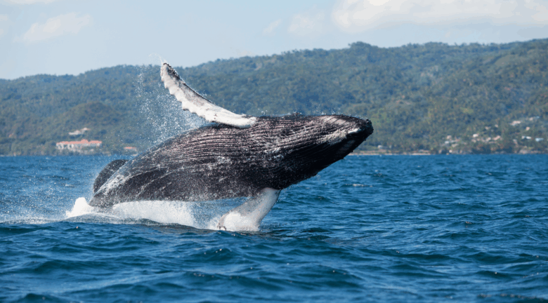 Cuándo ver ballenas jorobadas en República Dominicana: la mejor temporada y dónde encontrarlas