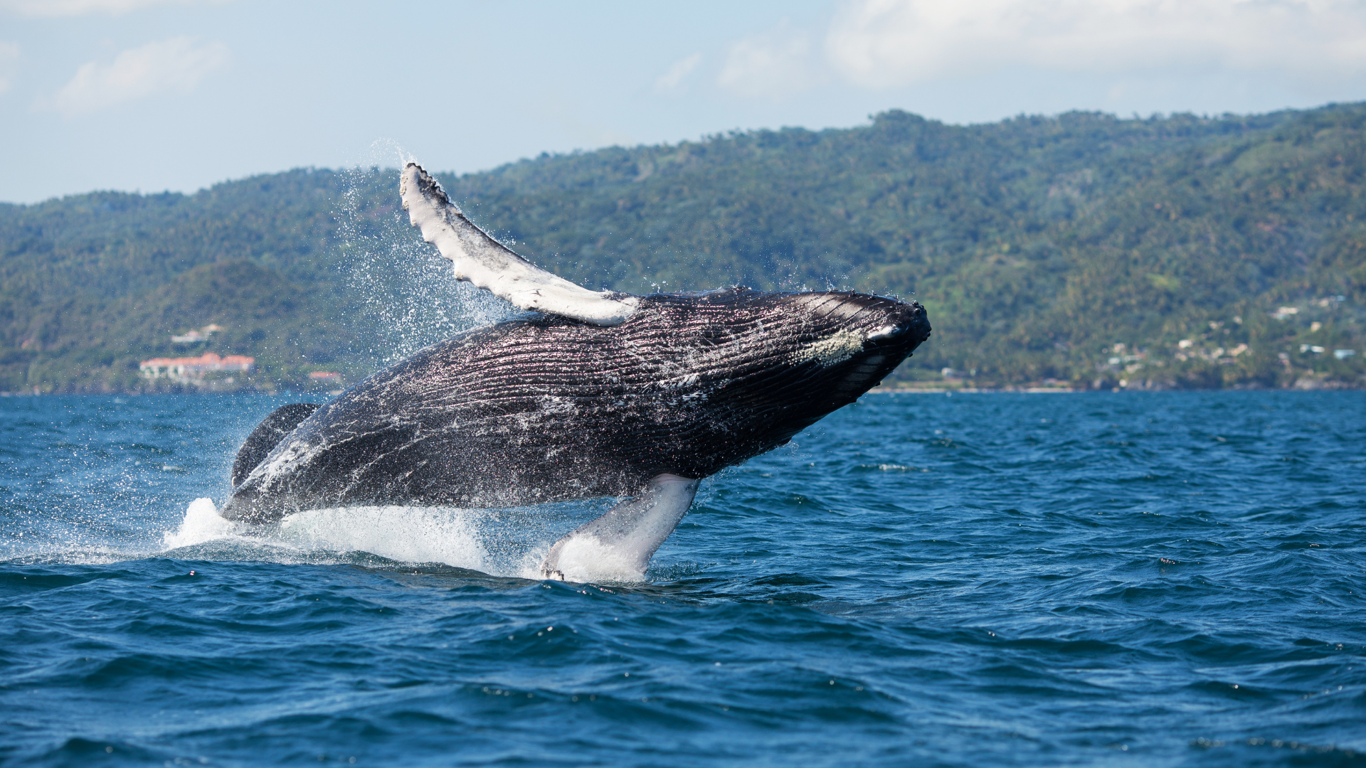 Ballena jorobada emergiendo del mar durante un salto frente a la costa de República Dominicana, con montañas verdes al fondo.