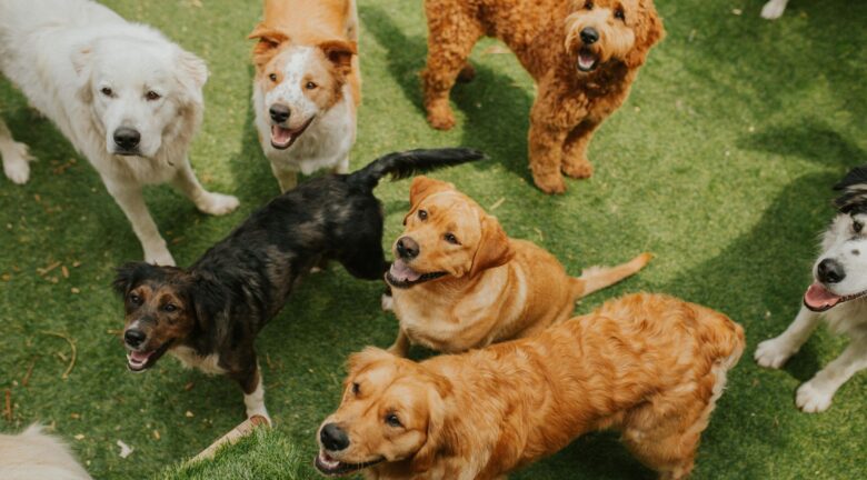 Estas son las razas de perros que menos viven, según un estudio científico