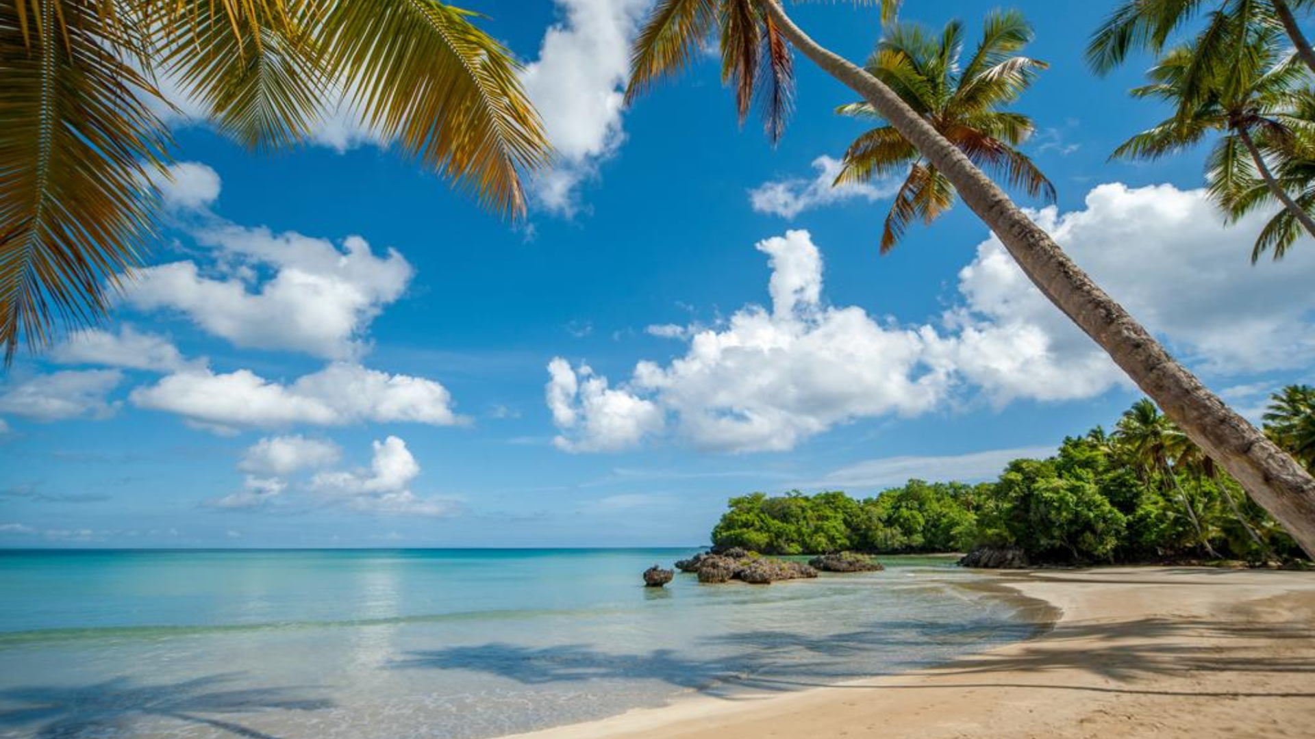 Playa de arena blanca y aguas turquesa en República Dominicana, rodeada de palmeras y vegetación tropical bajo un cielo despejado.