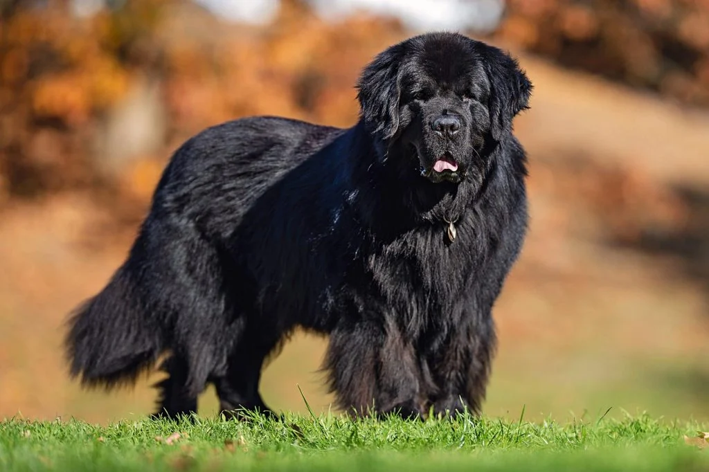 Perro de raza Terranova de pie en un campo, con pelaje negro y aspecto amistoso.