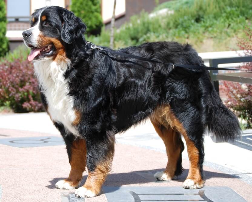 Perro de raza Boyero de Berna de pie con correa, en un entorno urbano.
