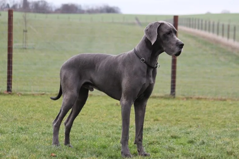 Perro gran danés de pelaje gris de pie sobre césped.