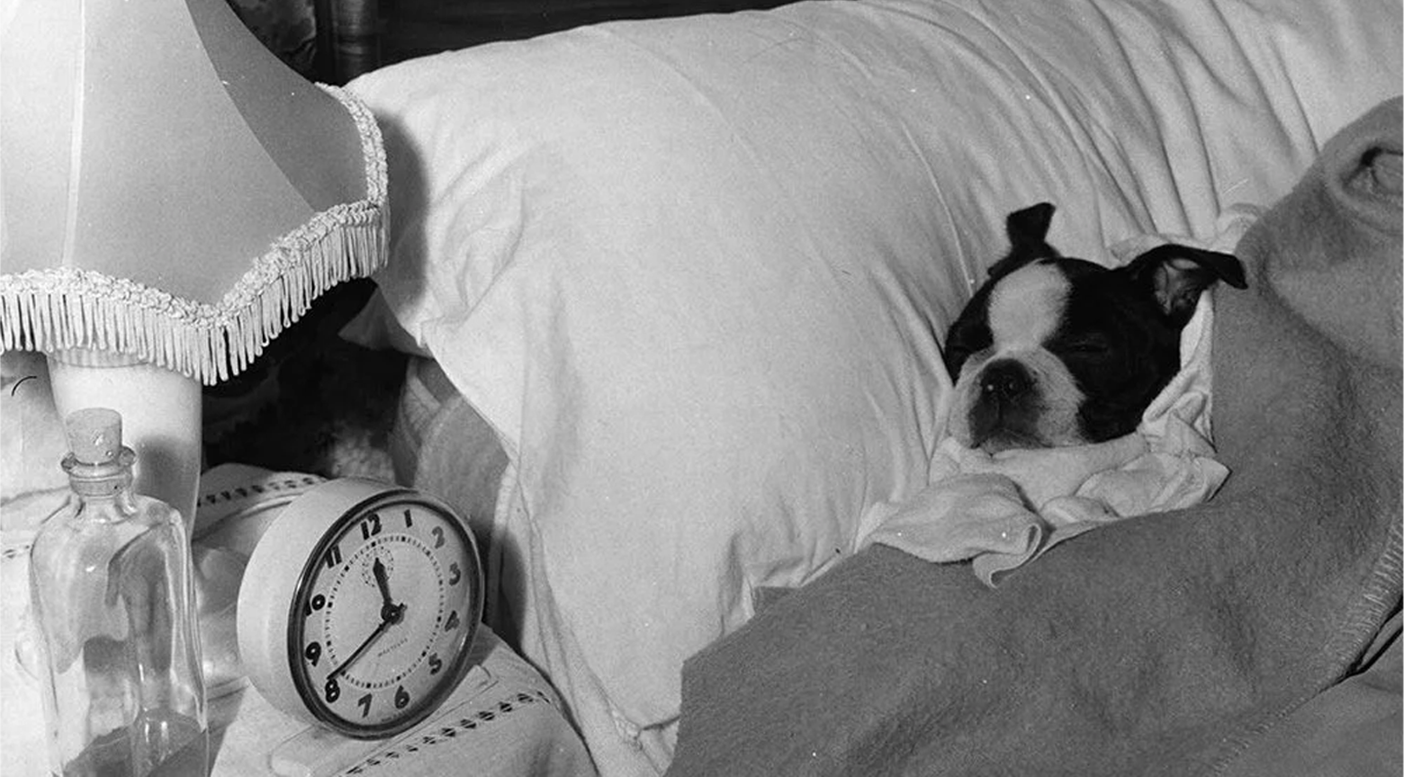 Perro pequeño duerme en una cama junto a una almohada y un reloj despertador.