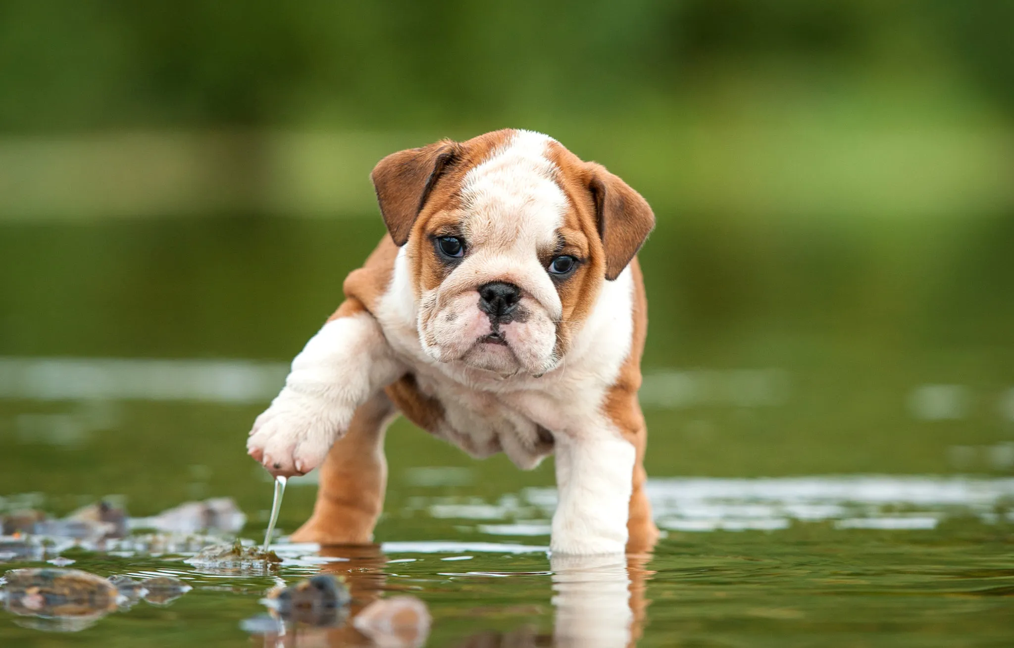 Cachorro Bulldog inglés caminando por un agua tranquila.