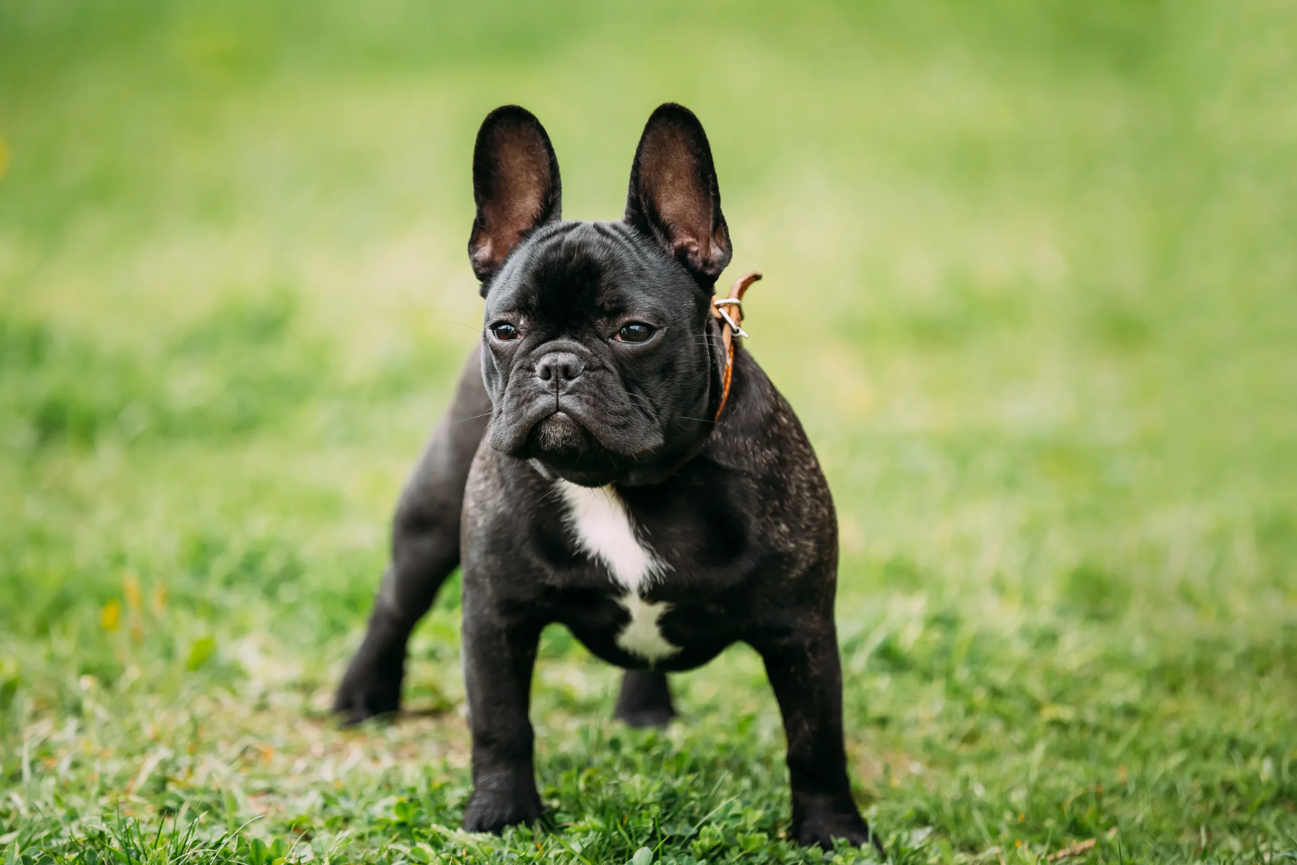 Perro de raza Bulldog Francés de pie sobre el césped, con una expresión alerta.