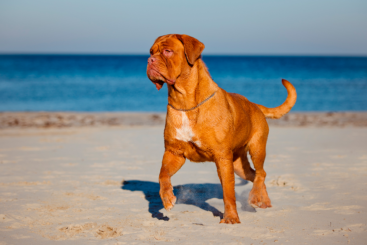Dogo de Burdeos caminando sobre la arena frente al mar.