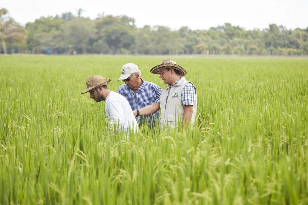 Asistencia técnica para el desarrollo de la producción agrícola.