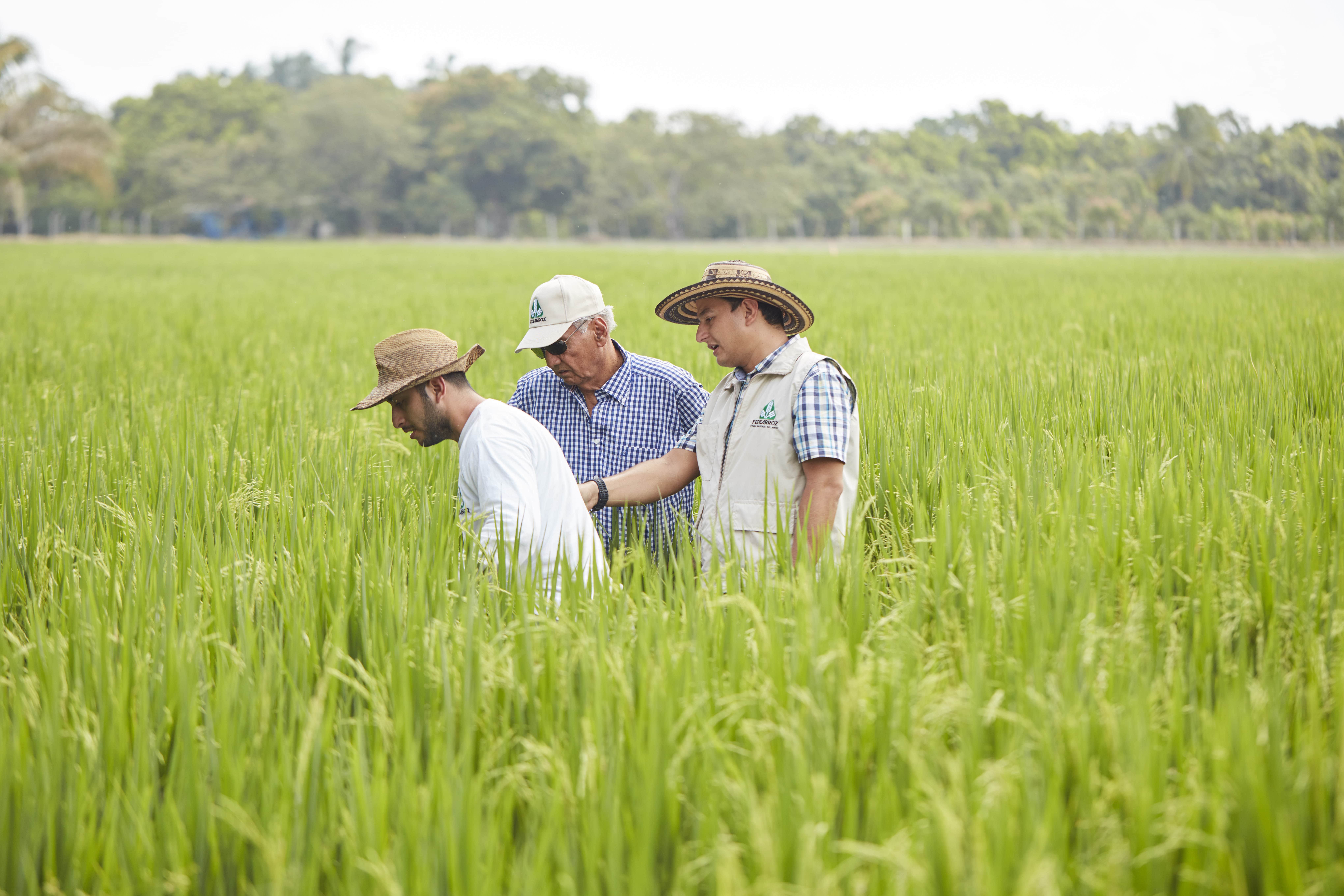 Asistencia técnica para el desarrollo de la producción agrícola.