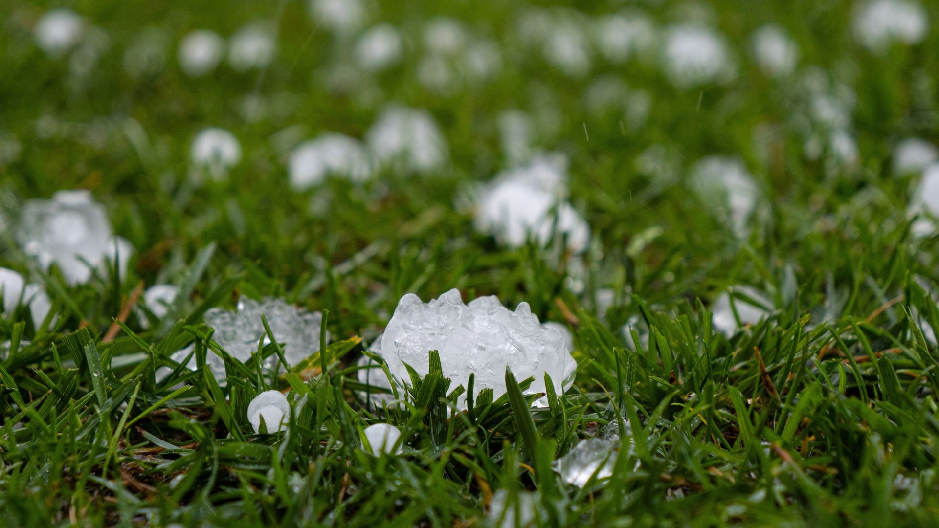 Restos de granizo sobre césped tras granizada en Santo Domingo.