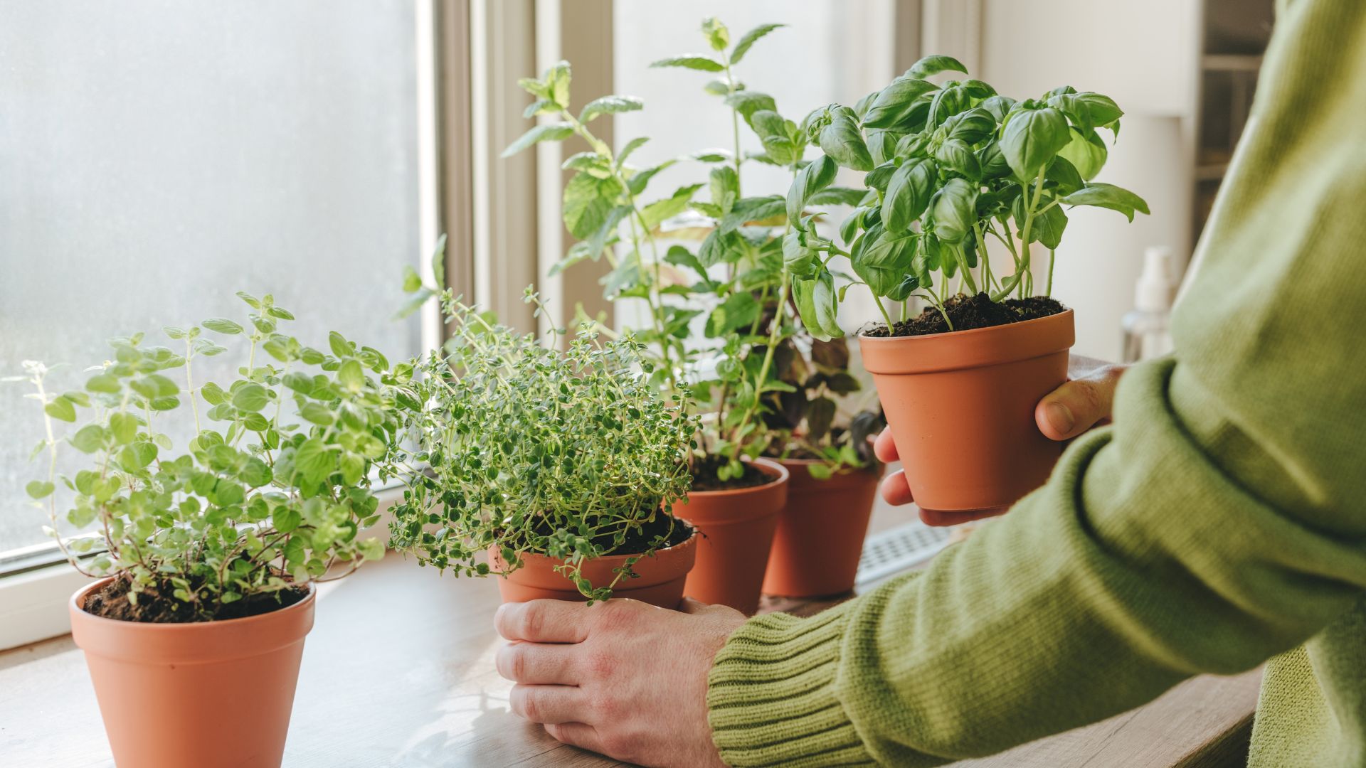 Una persona sostiene una maceta con hierbas frescas como albahaca mientras organiza varias macetas de plantas en una ventana.