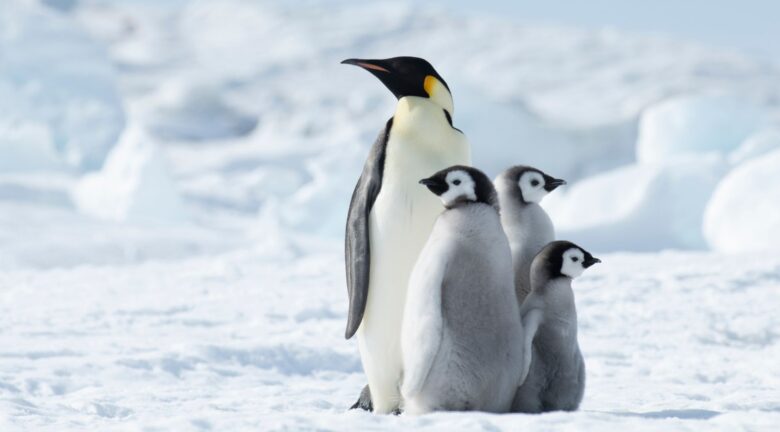 Pingüinos emperador al borde de la extinción: la pérdida de hielo ya reduce su población
