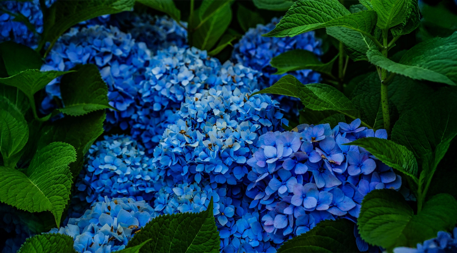 Cinco plantas que no se deben tener en casa porque atraen mala suerte