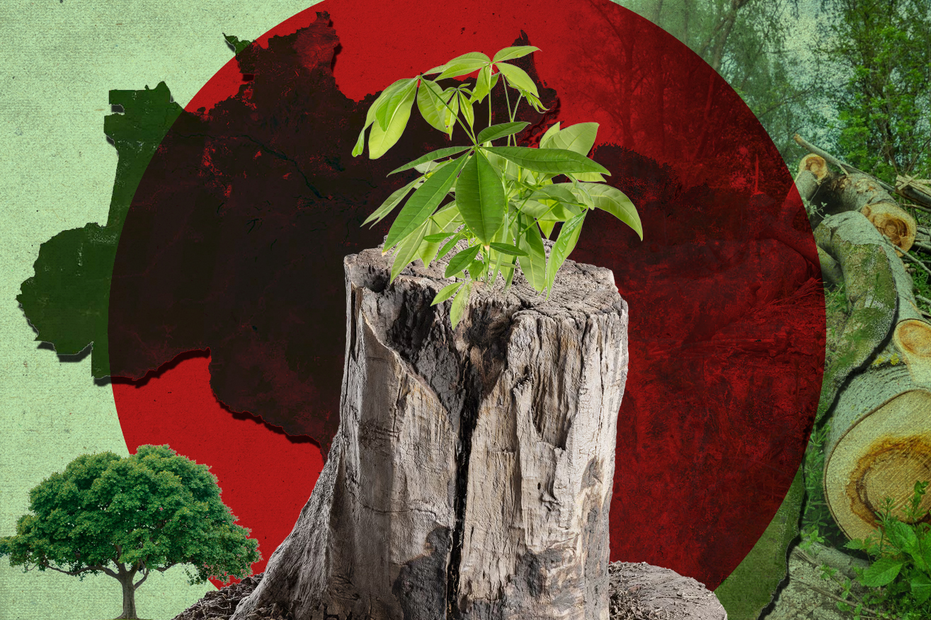 Brasil registra su menor deforestación