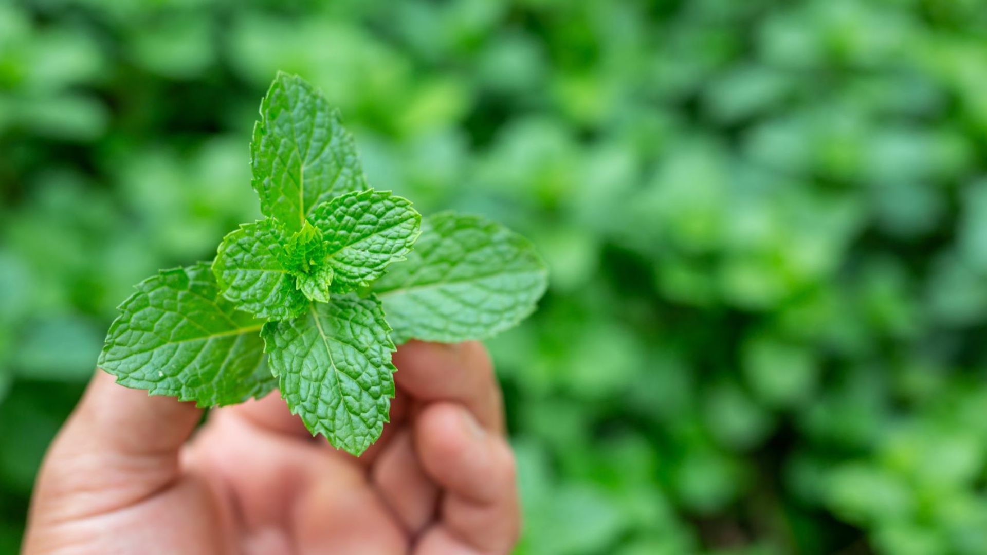 Mano sosteniendo una planta de menta fresca frente a un fondo verde desenfocado.