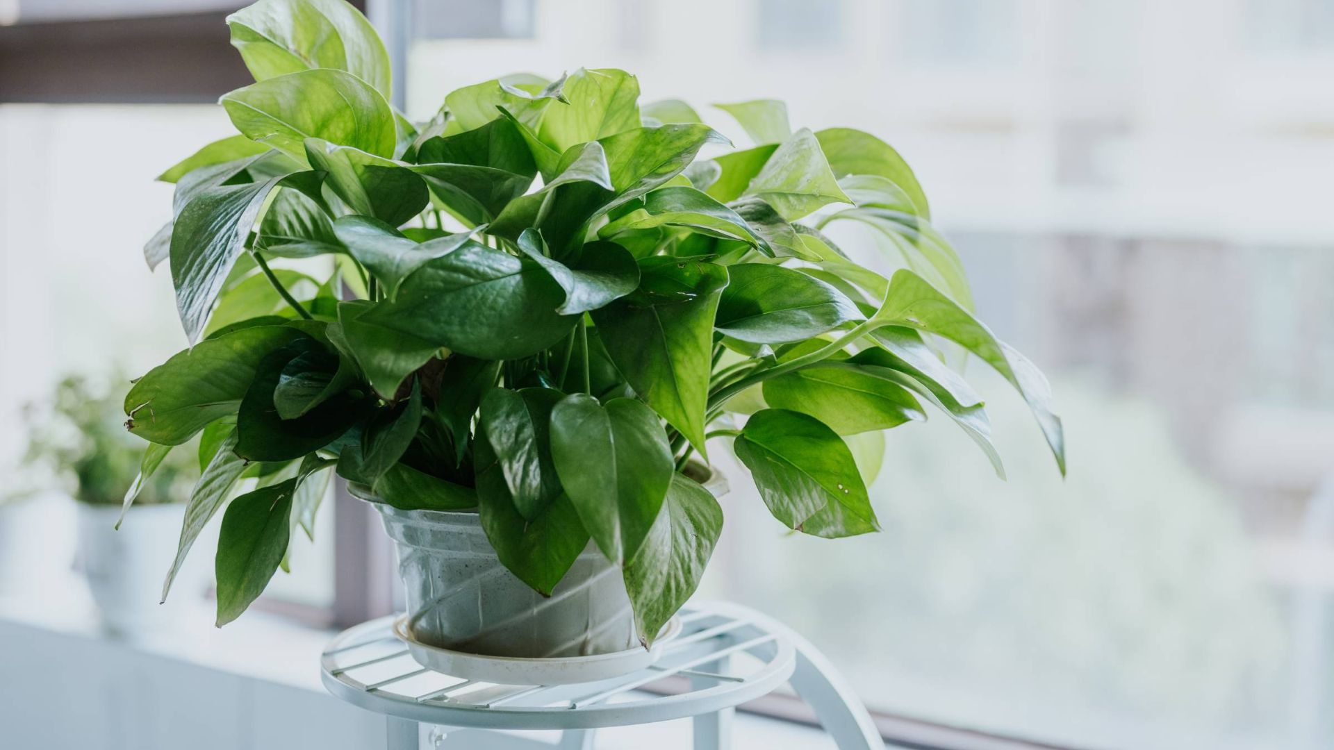 Planta de hojas verdes brillantes en una maceta, ubicada cerca de una ventana.