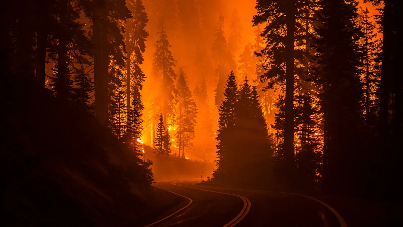 Bosque envuelto en llamas intensas de color naranja junto a una carretera vacía durante la noche.