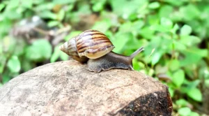 Caracol Gigante Africano invade Baní y destruye cultivos: por qué es peligroso para la salud en RD