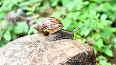 Caracol Gigante Africano invade Baní y destruye cultivos: por qué es peligroso para la salud en RD