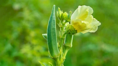 El superalimento olvidado: La planta rica en potasio y fibra que protege tu corazón y favorece la digestión