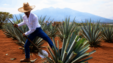 El pueblo de tequila espera su recuperación económica con el turismo mundialista