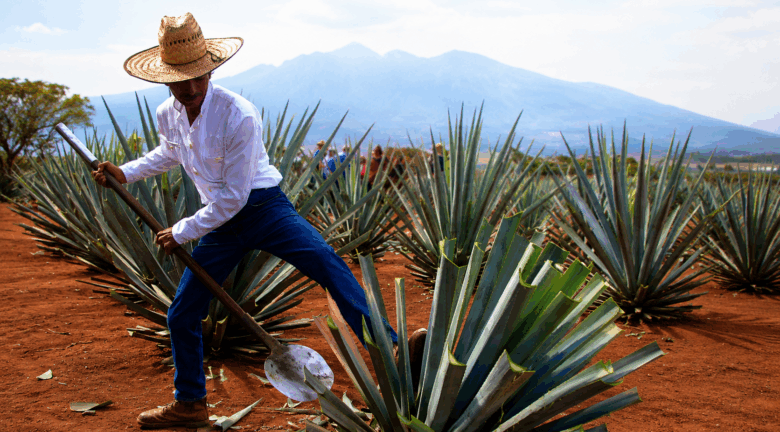 El pueblo de tequila espera su recuperación económica con el turismo mundialista