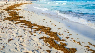 ¿Cómo está el sargazo en Punta Cana y el Caribe dominicano? Estado actual de las costas en julio de 2026