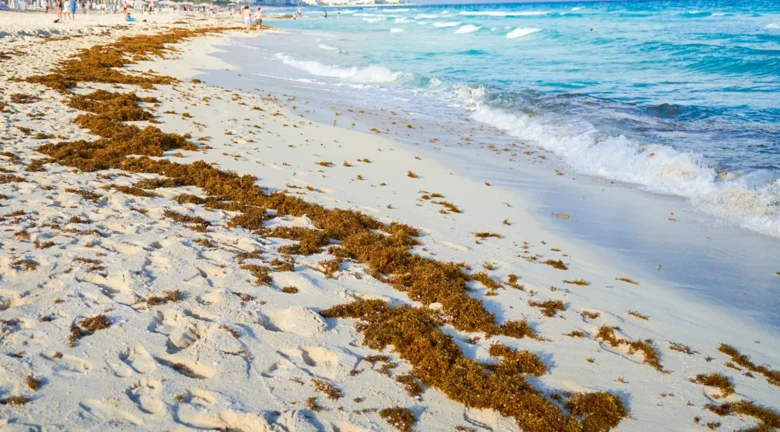 ¿Cómo está el sargazo en Punta Cana y el Caribe dominicano? Estado actual de las costas en julio de 2026