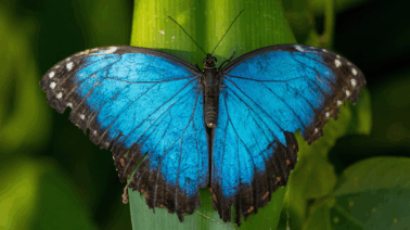 Alerta ecológica: Científicos advierten que el calor extremo amenaza a las mariposas en RD
